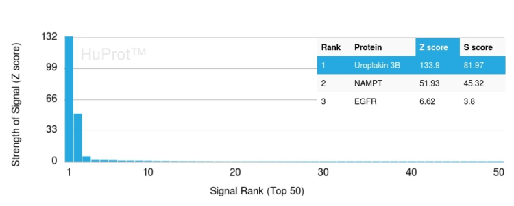 Analysis of Protein Array containing more than 19,000 full-length human proteins using Uroplakin IIIB Mouse Monoclonal Antibody (UPK3B/3270) 