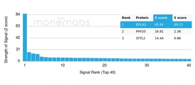 Analysis of Protein Array containing more than 19,000 full-length human proteins using BOLA3-Monospecific Mouse Monoclonal Antibody (PCRP-BOLA3-1A5). 
