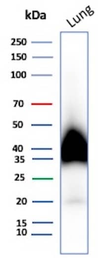 Western blot analysis of human Lung tissue lysate using Podoplanin Antibody (PDPN/7808R) - Azide and BSA Free.