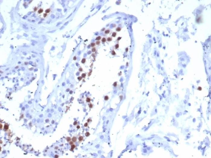 Formalin-fixed, paraffin-embedded human testis stained with KIF2C antibody (KIF2C/6518) at 2ug/ml. HIER: Tris/EDTA, pH9.0, 45min. Secondary: HRP-polymer, 30min. DAB, 5min.