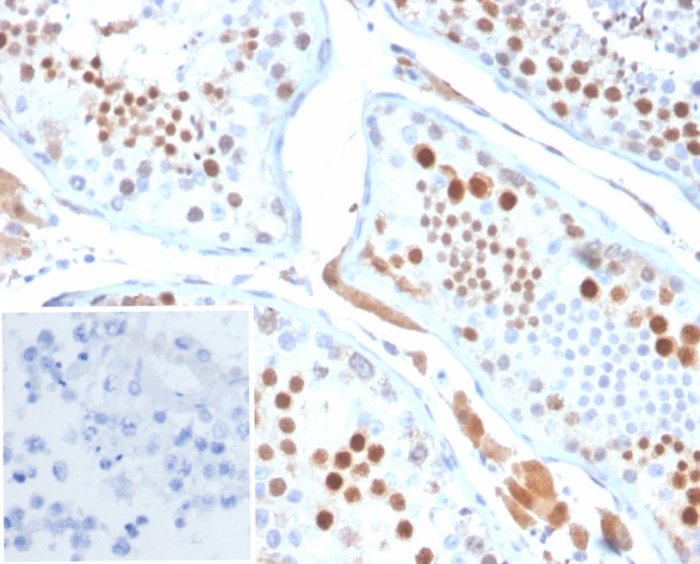 Formalin-fixed, paraffin-embedded human testis stained with KIF2C antibody (KIF2C/6518) at 2ug/ml. Inset: PBS instead of primary antibody; secondary only negative control.