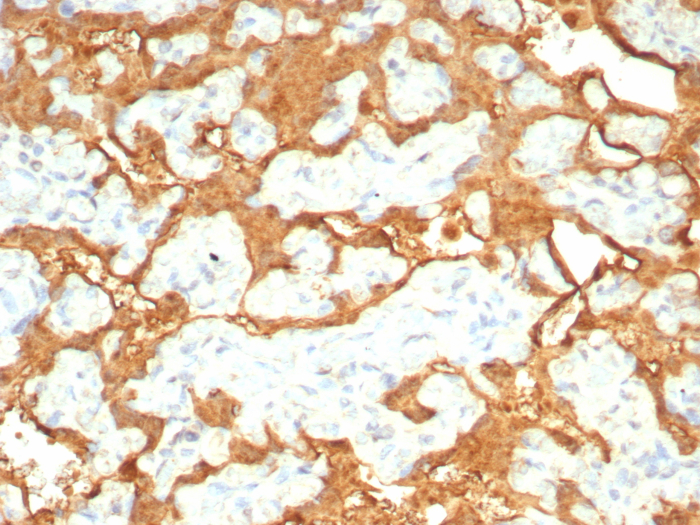 Formalin-fixed, paraffin-embedded human placenta stained with S100P antibody (S100P/7978R). HIER: Tris/EDTA, pH9.0, 45min. 2: HRP-polymer, 30min. DAB, 5min.