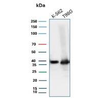 Western blot analysis of K-562 and T98G cell lysates using LEF1 Antibody (LEF1/6764) - Azide and BSA Free.