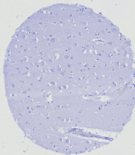 IHC analysis of formalin-fixed, paraffin-embedded human brain. Negative tissue control using ERG antibody (ERG/6980) at 2ug/ml in PBS for 30min RT. HIER: Tris/EDTA, pH9.0, 45min. Secondary: HRP-polymer, 30min. DAB, 5min.