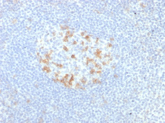 Formalin-fixed, paraffin-embedded human tonsil stained with PD-1 antibody (PDCD1/7276R). HIER: Tris/EDTA, pH9.0, 45min. Secondary: HRP-polymer, 30min. DAB, 5min.