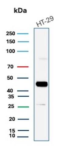 Western Blot Analysis of HT-29 cell lysate using Cytokeratin 20 Antibody (KRT20/7805R) - Azide and BSA Free.