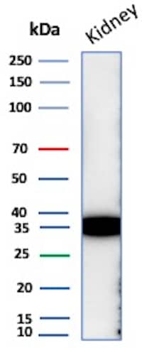 Western Blot Analysis of Human Kidney lysate using Napsin A Antibody (NAPSA/7165R) - BSA Free.