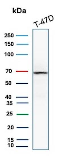 Western Blot Analysis of T-47D lysate using ER alpha/NR3A1 Antibody (ESR1/8407R) - Azide and BSA Free.