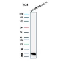 Western blot analysis of human small intestine tissue lysate using FABP2/I-FABP Antibody (FABP2/7670) - Azide and BSA Free.