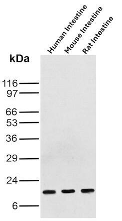 Western blot analysis of Human Intestine, Mouse Intestine and Rat Intestine tissue lysates using FABP3/H-FABP Antibody (rFABP3/8534) - Azide and BSA Free.