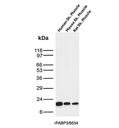 Western blot analysis of Human skeletal muscle, Mouse skeletal muscle and Rat skeletal muscle tissue lysates using FABP3/H-FABP Antibody (rFABP3/8534) - Azide and BSA Free.