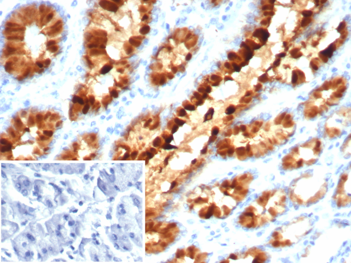 Formalin-fixed, paraffin-embedded human stomach stained with TFF1/pS2 antibody (TFF1/7891). Inset: PBS instead of primary antibody; secondary only negative control.