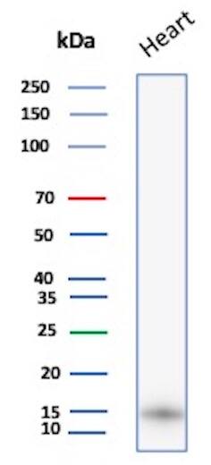 Western Blot Analysis of human Heart tissue lysate using FABP3/H-FABP Antibody (FABP3/8440) - Azide and BSA Free.