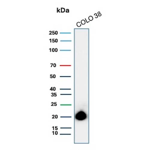 Western Blot Analysis of COLO 38 cell lysate using Melan-A/MART-1 Antibody (rMLANA/8134) - Azide and BSA Free.