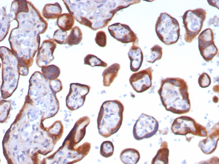 Formalin-fixed, paraffin-embedded human placenta stained with Glypican 3 antibody (GPC3/8148R). HIER: Tris/EDTA, pH9.0, 45min. 2: HRP-polymer, 30min. DAB, 5min.