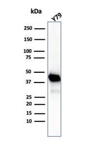 Western blot analysis of Y79 cell lysate using Creatine Kinase BB Antibody (CKBB/6565) - Azide and BSA Free.