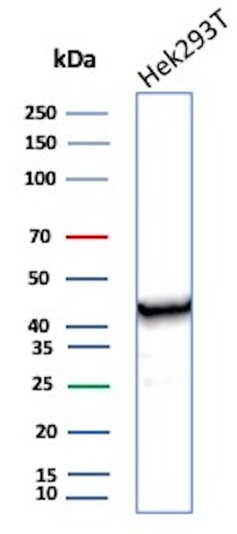 Western blot analysis of HEK-293 cell lysate using Creatine Kinase BB Antibody (CKBB/6565) - Azide and BSA Free.