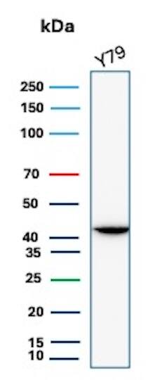 Western blot analysis of Y79 cell lysate using Creatine Kinase BB Antibody (CKBB/6565) - Azide and BSA Free.