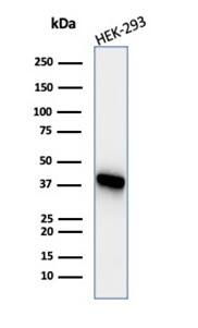 Western blot analysis of HEK-293 cell lysate using Creatine Kinase BB Antibody (CKBB/6565) - Azide and BSA Free.