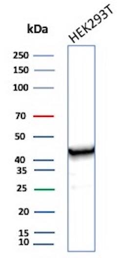Western blot analysis of HEK-293 cell lysate using Creatine Kinase BB Antibody (CKBB/6565) - Azide and BSA Free.
