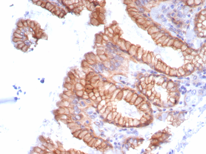 Formalin-fixed, paraffin-embedded human stomach stained with Migfilin antibody (FBLIM1/8189R). HIER: Tris/EDTA, pH9.0, 45min. Secondary: HRP-polymer, 30min. DAB, 5min.