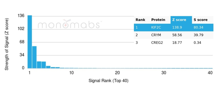 Analysis of Protein Array containing more than 19,000 full-length human proteins using KIF2C / MCAK Mouse Monoclonal Antibody (KIF2C/6522). 