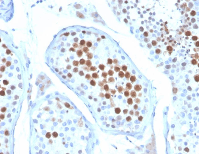 Formalin-fixed, paraffin-embedded human testis stained with KIF2C antibody (KIF2C/6522) at 2ug/ml. HIER: Tris/EDTA, pH9.0, 45min. Secondary: HRP-polymer, 30min. DAB, 5min.