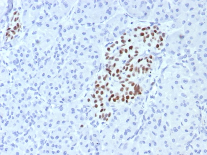 Formalin-fixed, paraffin-embedded human pancreas stained with INSM1 antibody (INSM1/7992R). HIER: Tris/EDTA, pH9.0, 45min. Secondary: HRP-polymer, 30min. DAB, 5min.