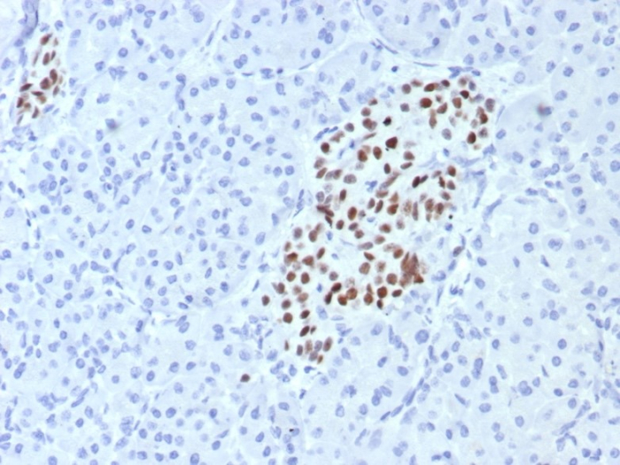 Formalin-fixed, paraffin-embedded human pancreas stained with INSM1 antibody (INSM1/7992R). HIER: Tris/EDTA, pH9.0, 45min. Secondary: HRP-polymer, 30min. DAB, 5min.