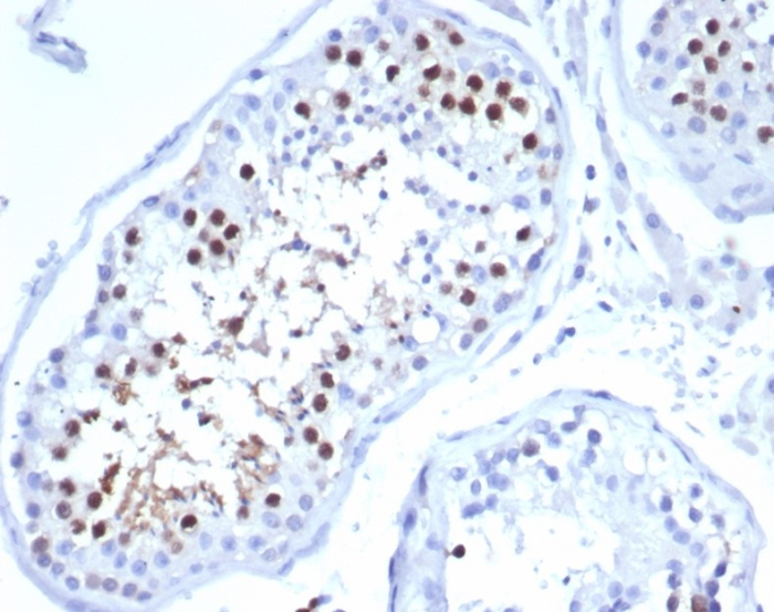 Formalin-fixed, paraffin-embedded human testis stained with KIF2C antibody (KIF2C/6524) at 2ug/ml. HIER: Tris/EDTA, pH9.0, 45min. Secondary: HRP-polymer, 30min. DAB, 5min.