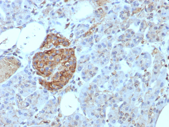 Formalin-fixed, paraffin-embedded human pancreas stained with CD99 antibody (rMIC2/8497). HIER: Tris/EDTA, pH9.0, 45min. Secondary: HRP-polymer, 30min. DAB, 5min.