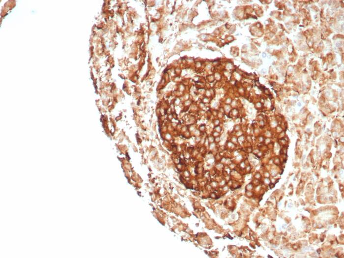 Formalin-fixed, paraffin-embedded human pancreas stained with CD99 Recombinant Mouse Monoclonal Antibody (rMIC2/8746). HIER: Tris/EDTA, pH9.0, 45min. 2: HRP-polymer, 30min. DAB, 5min.