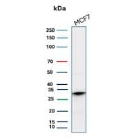 Western blot analysis of MCF7 cell lysate using CD99 Antibody (MIC2/8119R) - Azide and BSA Free.