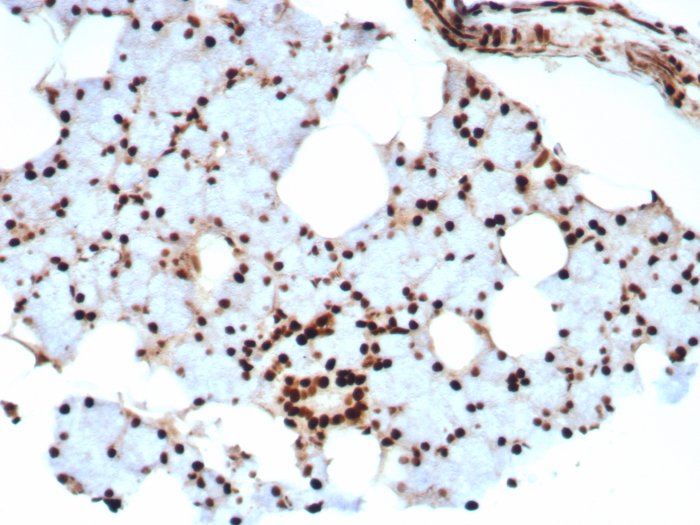 Formalin-fixed, paraffin-embedded human salivary gland stained with Ku80/XRCC5 antibody (XRCC5/8703R). HIER: Tris/EDTA, pH9.0, 45min. Secondary: HRP-polymer, 30min. DAB, 5min.