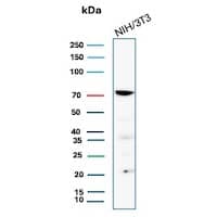 Western blot analysis of NIH/3T3 cell lysate using COX-2 Antibody (COX2/7803R) - Azide and BSA Free.