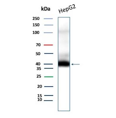 Western blot analysis of  HepG2 cell lysate using CD7 Antibody (CD7/8496R) - Azide and BSA Free.