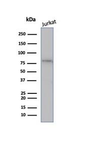 Western blot analysis of Jurkat cell lysate using MLH1 Antibody (rMLH1/6285) - Azide and BSA Free.