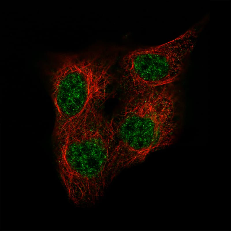 Staining of A-431 cells using the Anti-POU5F1 monoclonal antibody, showing specific staining in the nucleoplasm and cytosol in green. Microtubule- and nuclear probes are visualized in red and blue, respectively (where available). 