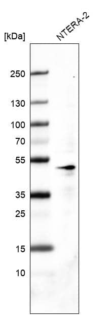 Analysis in human cell line NTERA-2.