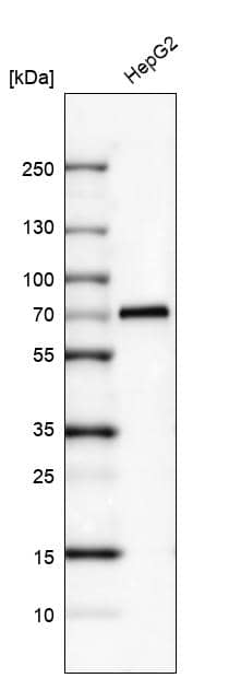 Analysis in human cell line HepG2.