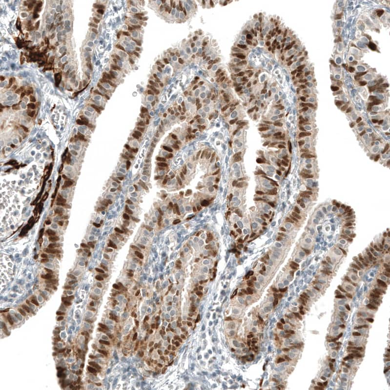 Staining of human Fallopian tube shows moderate to strong nuclear positivity in glandular cells.