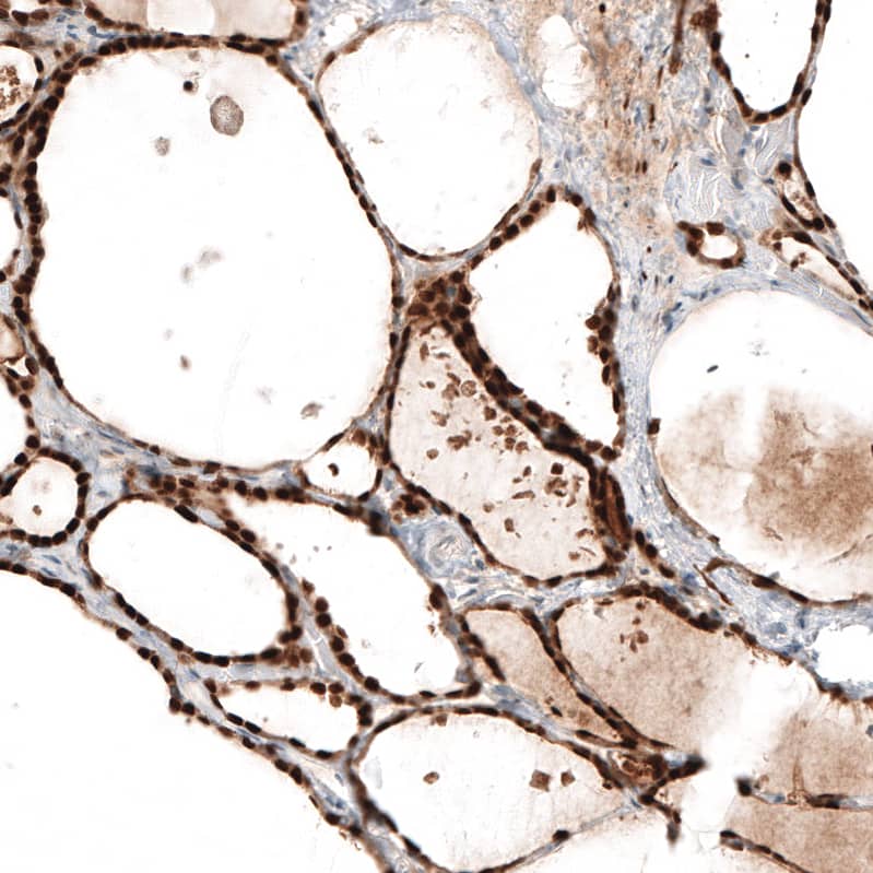 Staining of human thyroid gland shows strong nuclear positivity in glandular cells.