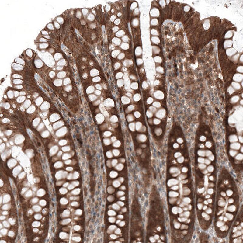 Staining of human colon shows strong granular cytoplasmic positivity in glandular cells.