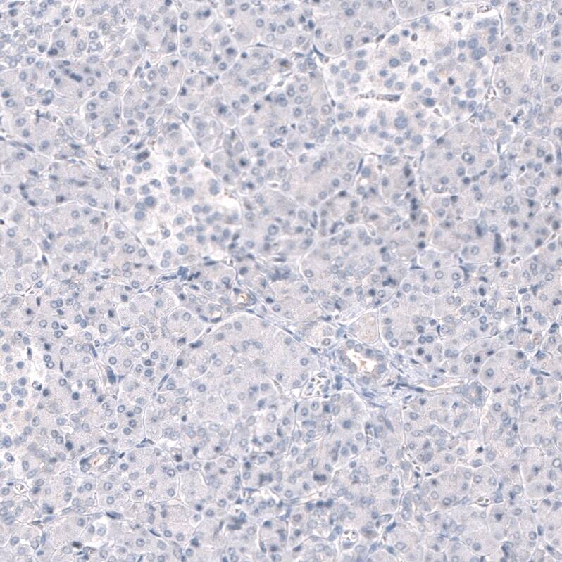Staining of human pancreas shows no positivity in exocrine glandular cells as expected.