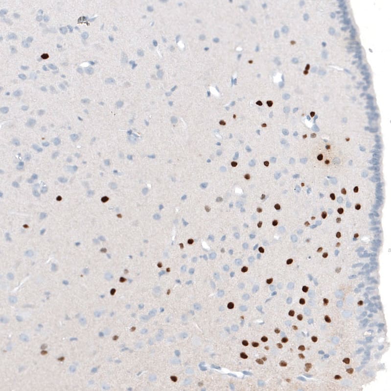 Staining of rat hypothalamus shows strong nuclear positivity in a subset of neurons.