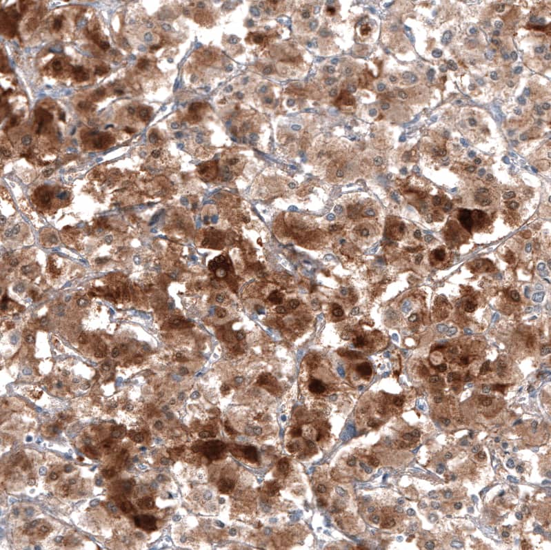 Staining of human Adrenal gland shows strong cytoplasmic positivity in neuroendocrine cells.