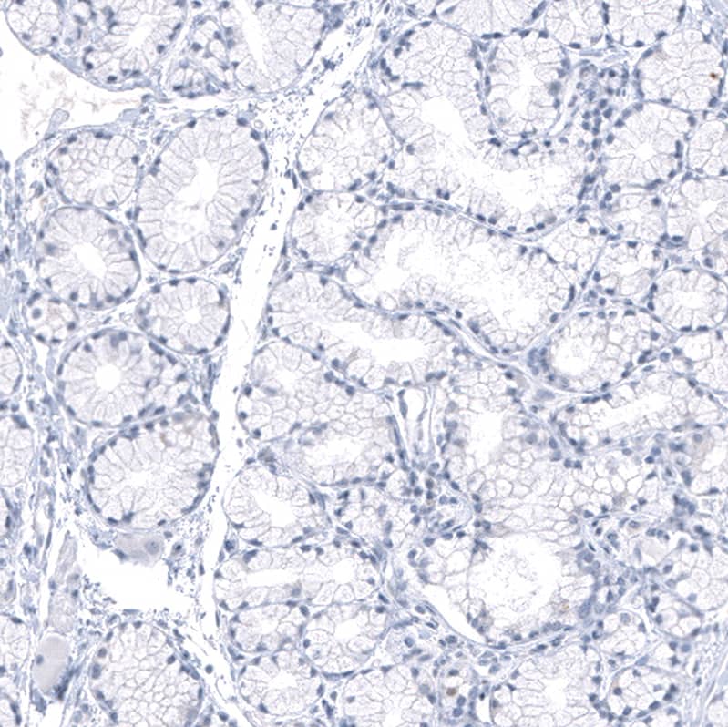 Staining of human Duodenum shows no positivity in glandular cells as expected.