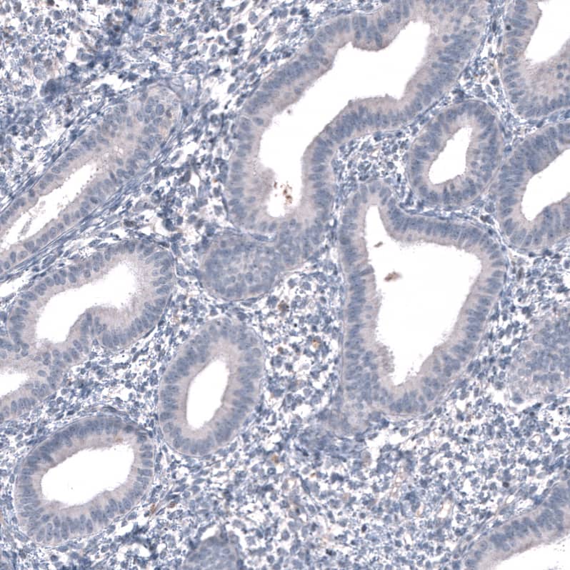 Staining of human endometrium shows no positivity in glandular cells as expected.