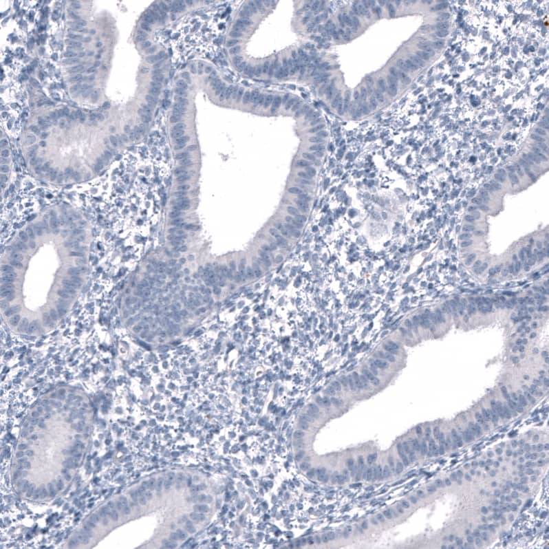 Staining of human endometrium shows no positivity in glandular cells as expected.