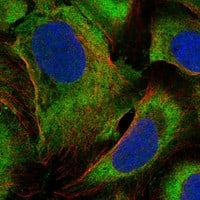 Staining of human cell line U-2 OS shows localization to plasma membrane.